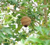 木の上の蜂の巣